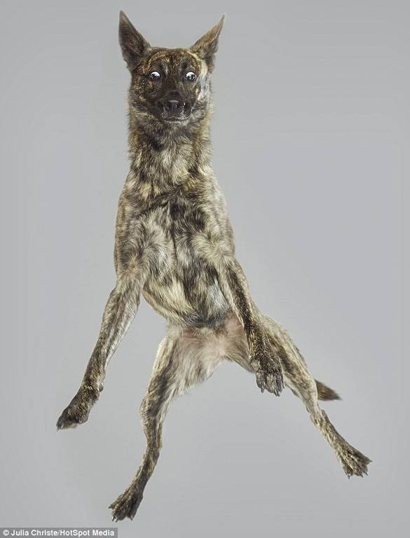 Οι τετράποδοι φίλοι μας όπως δεν τους έχουμε ξαναδεί: Ιπτάμενοι! (photos) 