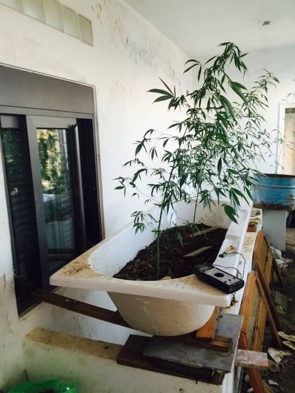 Χαλκίδα: Εντοπίστηκε φυτεία κάνναβης σε οικοδομή - Συνελήφθησαν οι καλλιεργητές (photos)