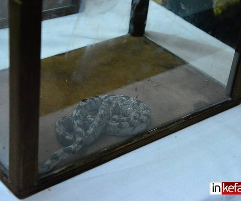 Εμφανίστηκαν και φέτος τα φιδάκια της Παναγίας στην Κεφαλονιά (photos&video)