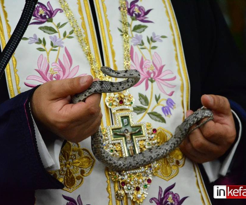 Εμφανίστηκαν και φέτος τα φιδάκια της Παναγίας στην Κεφαλονιά (photos&video)