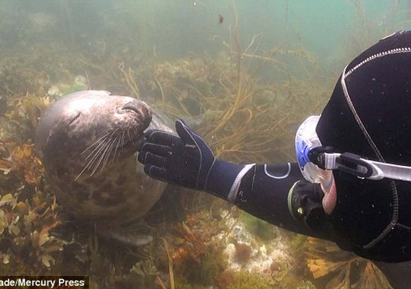 Σχέσεις… στοργής κάτω από το νερό: Δύτης και φώκια σε υποθαλάσσιο «φλερτ» (video)  