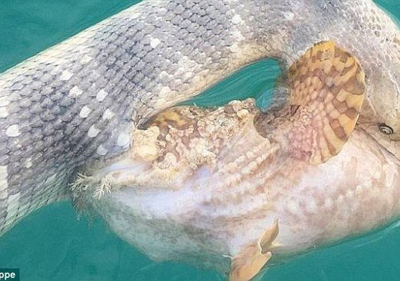 Θαλάσσιο φίδι κόντρα στο πιο δηλητηριώδες ψάρι στον κόσμο (photos+video)