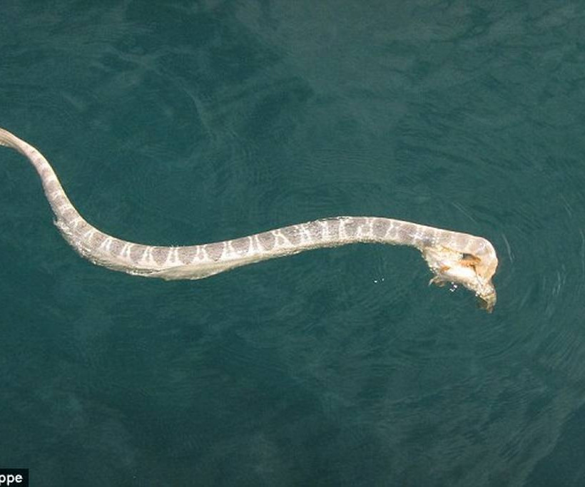 Θαλάσσιο φίδι κόντρα στο πιο δηλητηριώδες ψάρι στον κόσμο (photos+video)