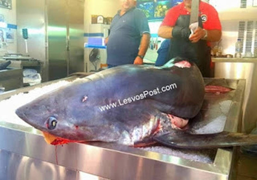 Η απίθανη ψαριά που άφησε άφωνους τους κατοίκους της Λέσβου (photos)