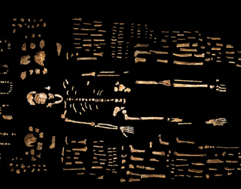 Homo naledi: Ανακάλυψαν νέο είδος ανθρώπου (photos)