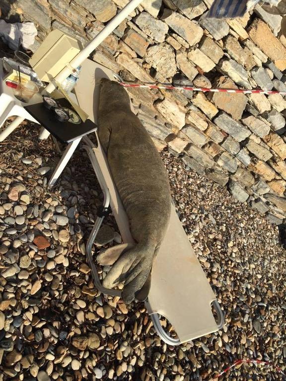 Σε αυτές τις εκλογές η φώκια Αργυρώ ψηφίζει… Σάμο (photos) 