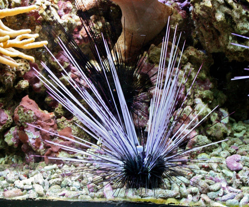 Επικίνδυνα θαλάσσια είδη με δηλητηριώδη αγκάθια «εισέβαλλαν» στη Ρόδο (pics)