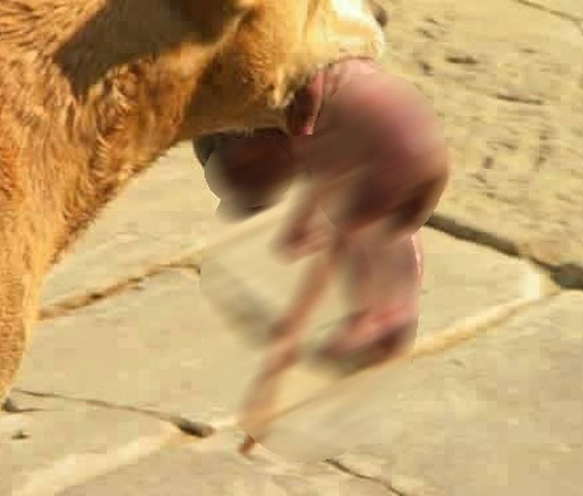 Σοκαριστικό: Σκύλος έσωσε νεογέννητο μωρό από κάδο σκουπιδιών (Σκληρές εικόνες)