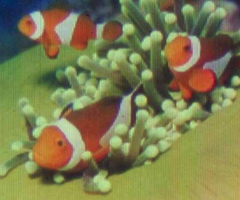 Δείτε την μικρότερη έγχρωμη εικόνα στον κόσμο που μπήκε στο βιβλίο Guinness (photo)