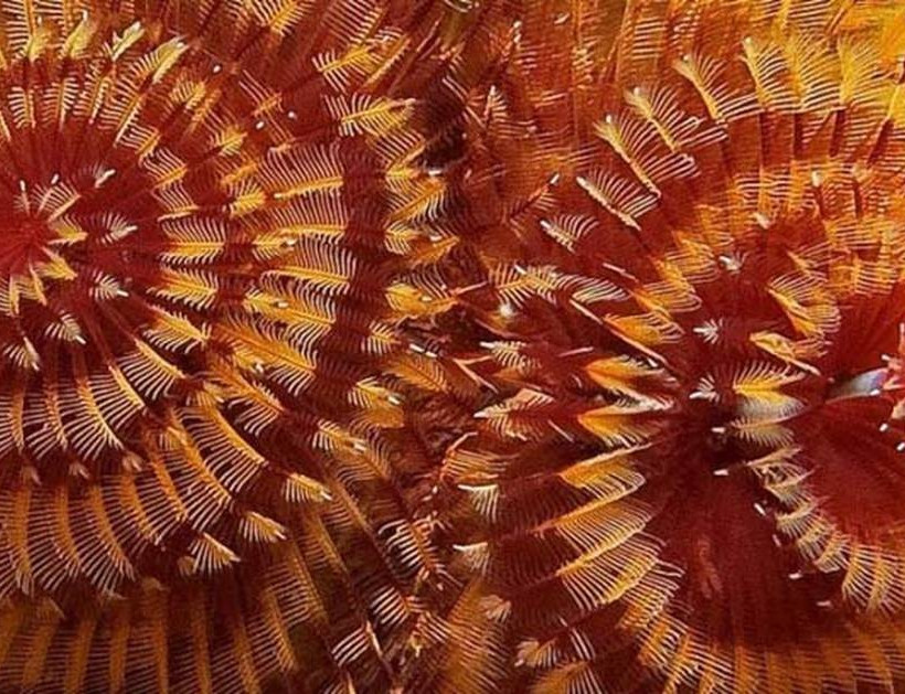 Μπορείς να φανταστείς τι είναι αυτά; (photos+video)