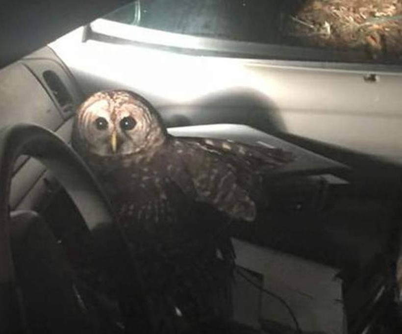 Απίστευτο! Δέχτηκε μια …απρόσμενη επίθεση και τράκαρε το περιπολικό! (pic)