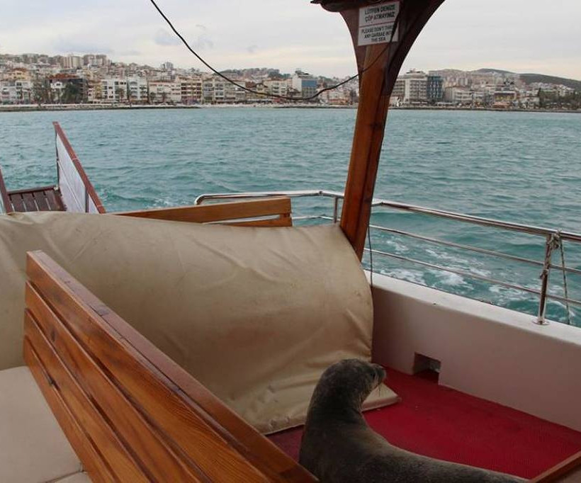 Σάμος: Η φώκια Αργυρώ «ταξιδεύει» ως τα παράλια της Τουρκίας (pics)