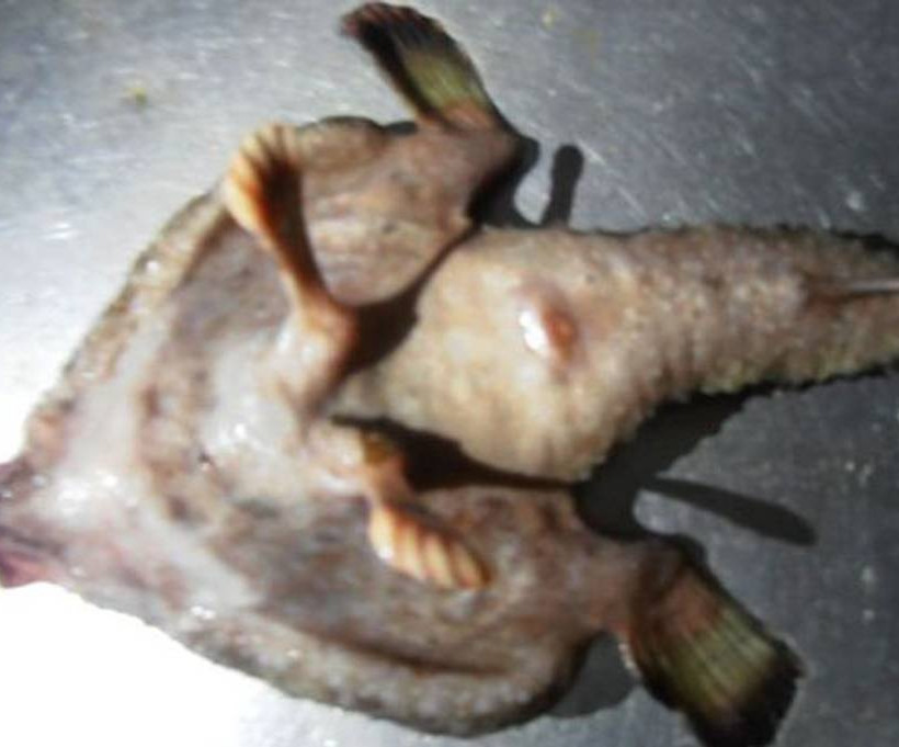 Απίστευτο: Ψάρι με πόδια, δάχτυλα και ανθρώπινη μύτη περπατά στο νερό! (photo)