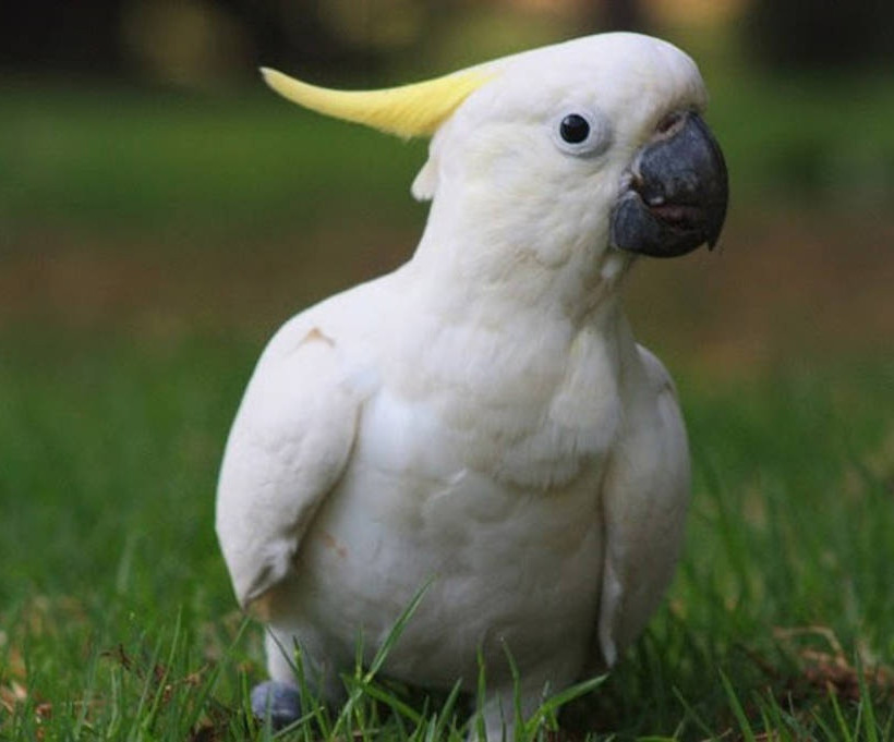 Τα cockatoos έχουν μέσα τους το ρυθμό