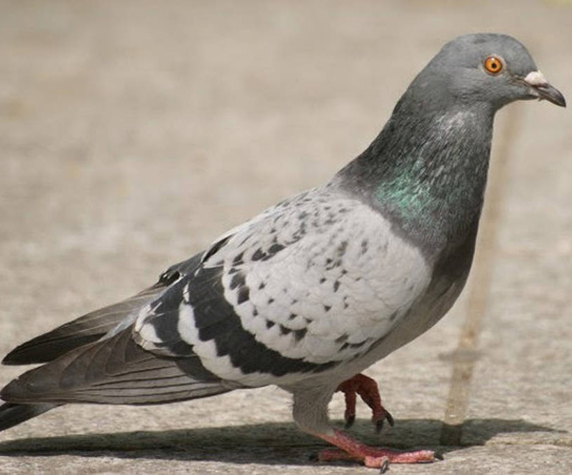 Τα περιστέρια εκτιμούν τις καλές τέχνες