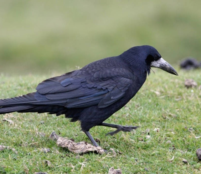  Οι κουρούνες μπλέκονται σε καβγάδες