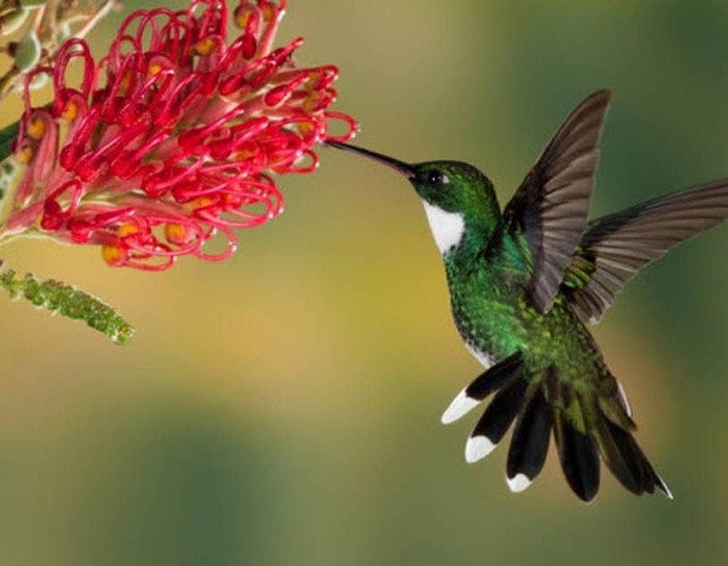 Τα κολιμπρί διαθέτουν γνώσεις… φυτολογίας