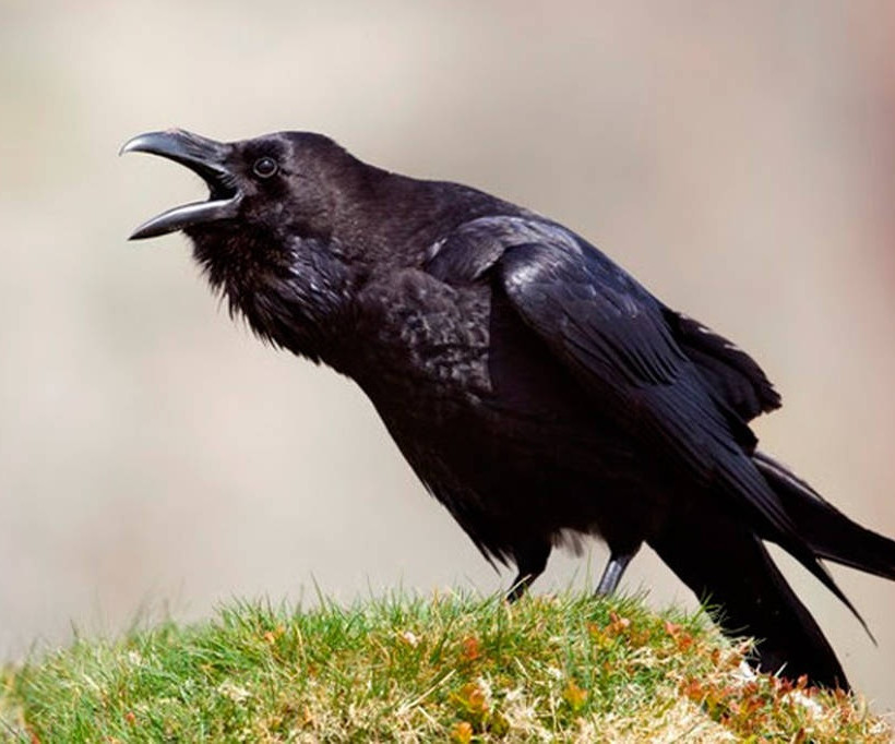 Τα κοράκια λύνουν τεστ μνήμης