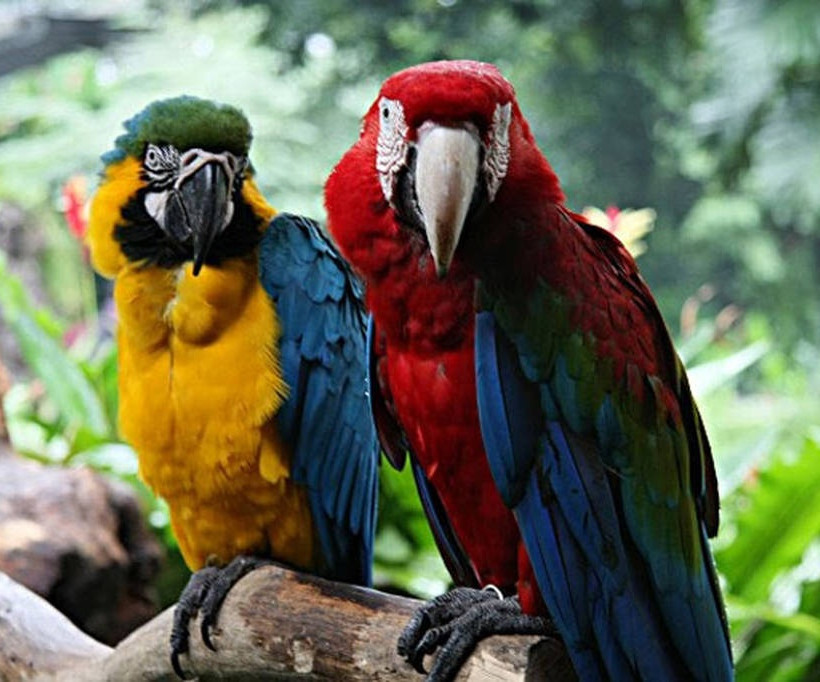 Οι παπαγάλοι που τα πηγαίνουν καλά με τις κατευθύνσεις