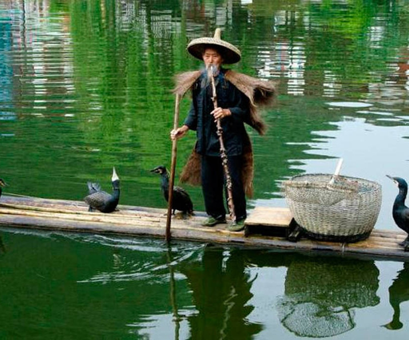 Οι κορμοράνοι είναι ιδανικοί… υπάλληλοι