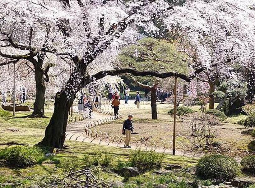Εντυπωσιακές εικόνες: Οι κερασιές έφεραν την άνοιξη στην Ιαπωνία!