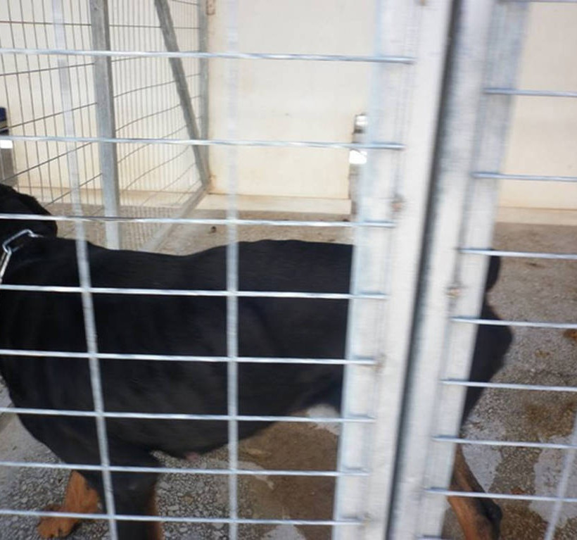 Αχιλλέας Μπέος: Αδίστακτος δολοφόνος ζώων ο υπόδικος δήμαρχος Βόλου