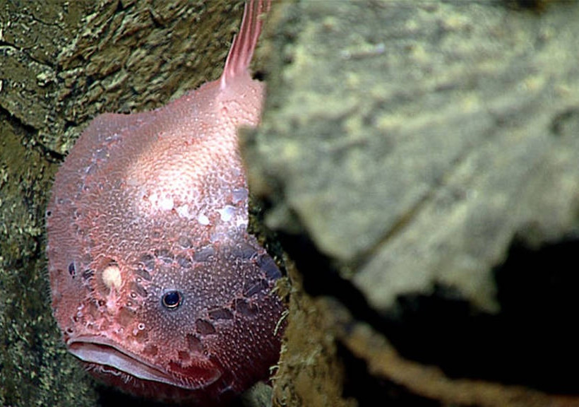 Δείτε ζωντανά την εξερεύνηση του βυθού στο βαθύτερο σημείο της γης (Vids & Pics)