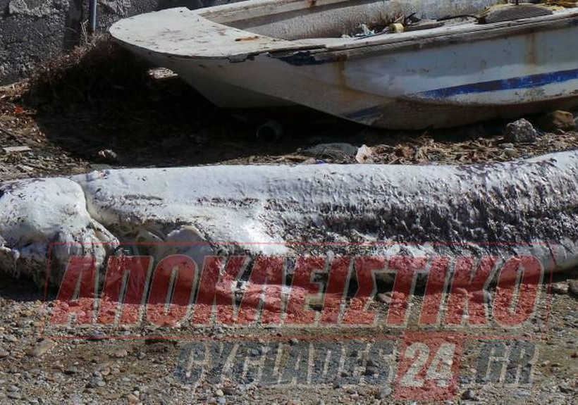 Σύρος: Κολυμπούσε αμέριμνος και ξαφνικά συνάντησε το… θάνατο! (photos+video)