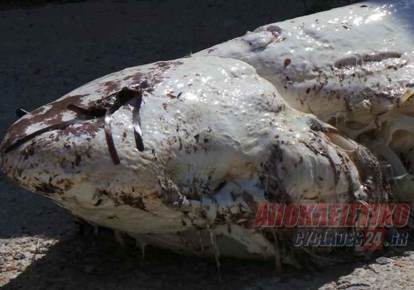 Σύρος: Κολυμπούσε αμέριμνος και ξαφνικά συνάντησε το… θάνατο! (photos+video)