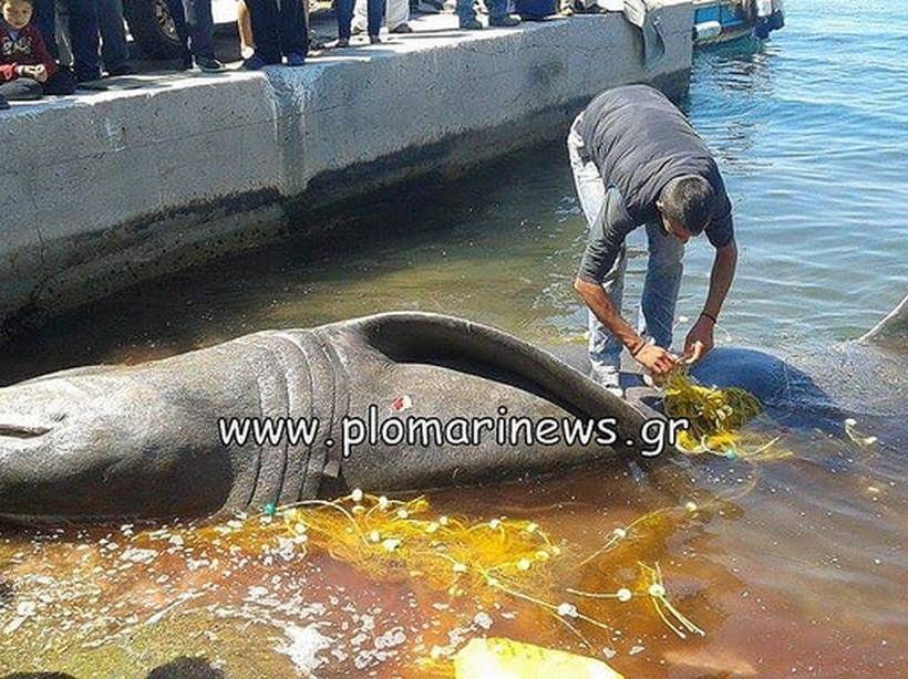 Μυτιλήνη: Ψαράδες αλίευσαν καρχαρία 7 μέτρων! (pics)