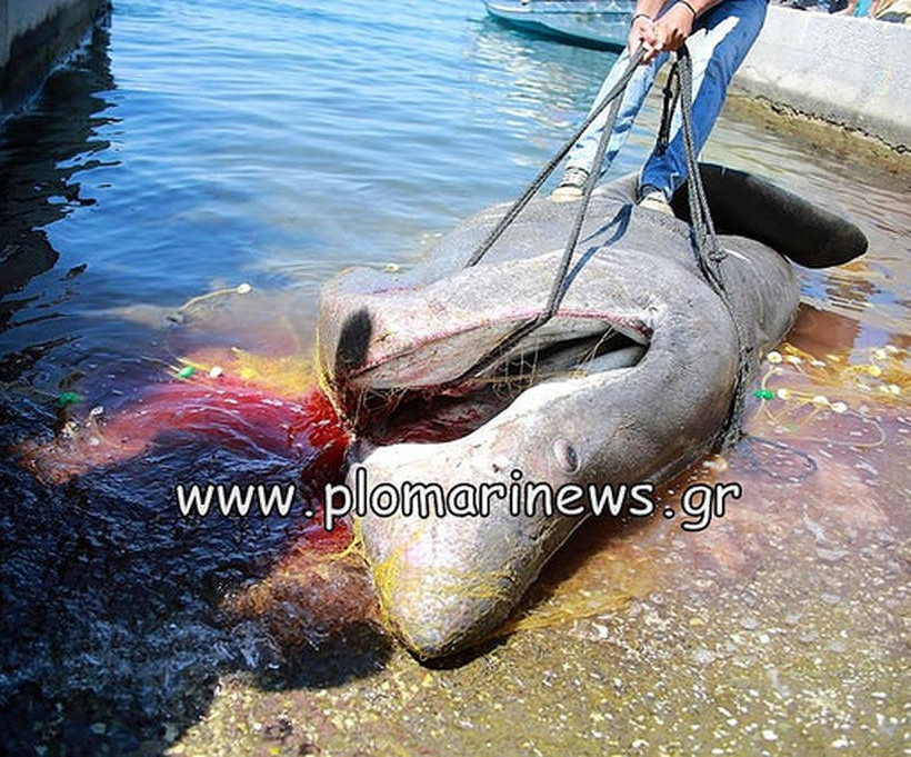 Μυτιλήνη: Ψαράδες αλίευσαν καρχαρία 7 μέτρων! (pics)