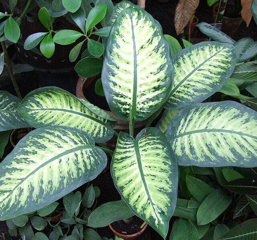 Προσοχή! Αν έχετε αυτό το φυτό σπίτι, πρέπει να το πετάξετε αμέσως! (photo)