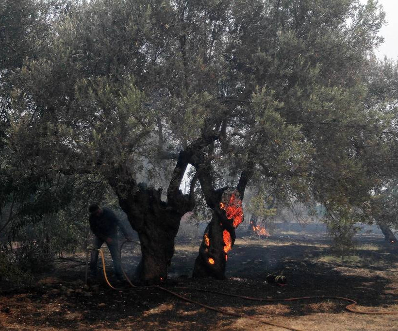 Φωτιά Εύβοια: Κρανίου Τόπος... (pics)