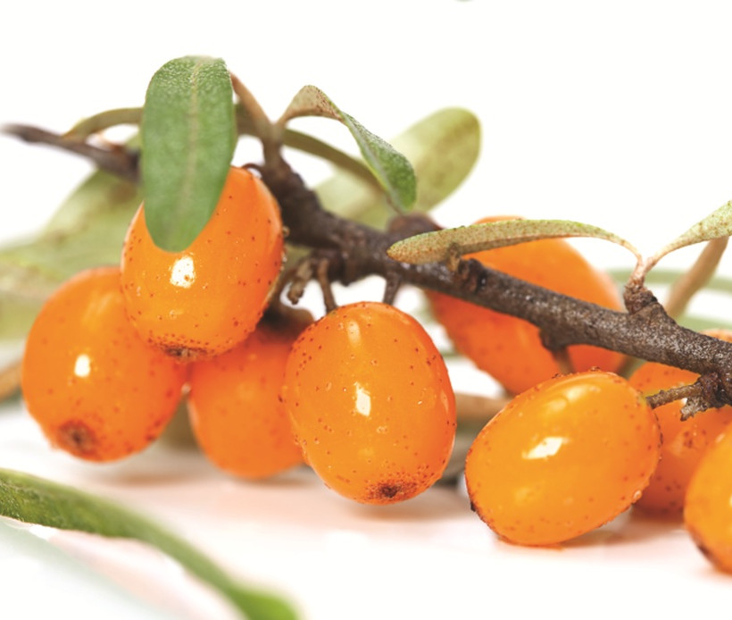 Οι ευεργετικές ιδιότητες του Ιπποφαούς