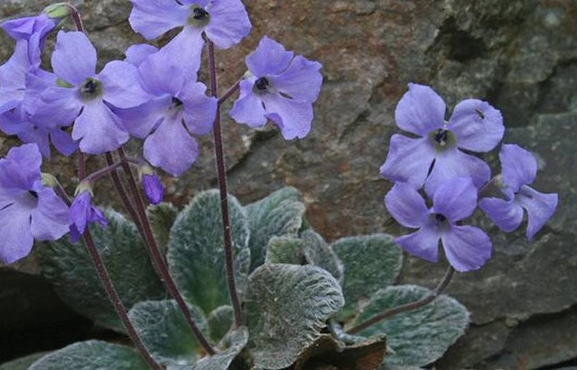 Γιάνκεα: Αυτό το μοναδικό λουλούδι φυτρώνει μόνο στον Όλυμπο και πουθενά αλλού - Δείτε γιατί