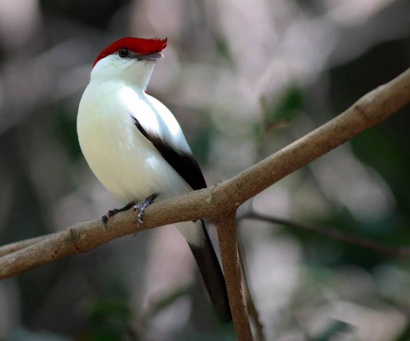 Αυτά είναι τα πιο σπάνια ζώα στον πλανήτη Γη (pics)