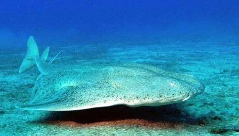 Αυτά είναι τα πιο σπάνια ζώα στον πλανήτη Γη (pics)