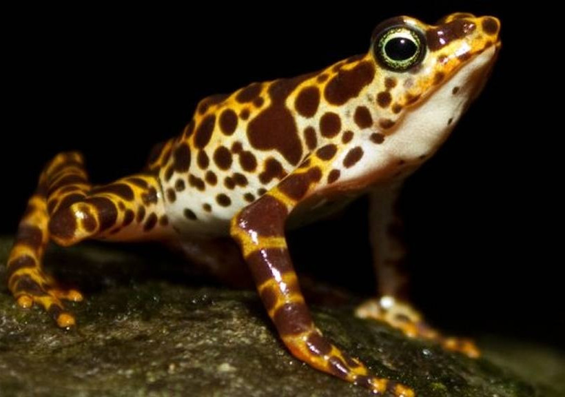 Αυτά είναι τα πιο σπάνια ζώα στον πλανήτη Γη (pics)