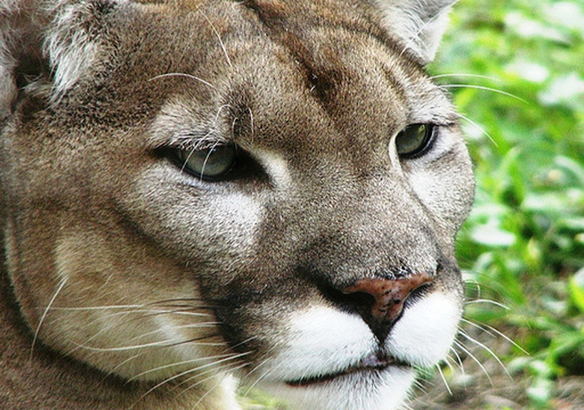 Αυτά είναι τα πιο σπάνια ζώα στον πλανήτη Γη (pics)