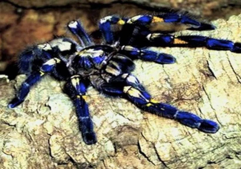 Αυτά είναι τα πιο σπάνια ζώα στον πλανήτη Γη (pics)