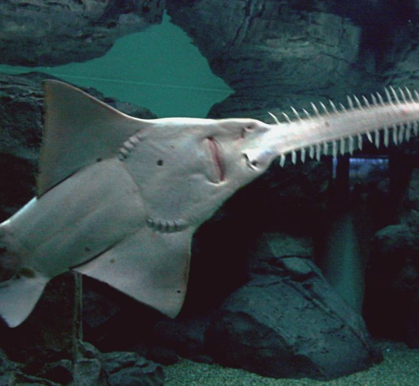 Αυτά είναι τα πιο σπάνια ζώα στον πλανήτη Γη (pics)