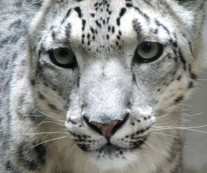 Αυτά είναι τα πιο σπάνια ζώα στον πλανήτη Γη (pics)