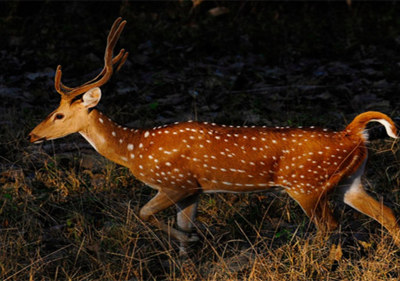 Αυτά είναι τα πιο σπάνια ζώα στον πλανήτη Γη (pics)
