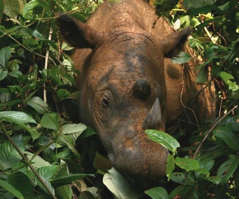 Αυτά είναι τα πιο σπάνια ζώα στον πλανήτη Γη (pics)