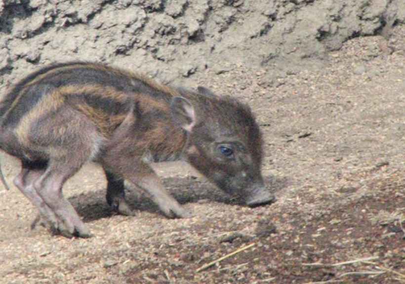 Αυτά είναι τα πιο σπάνια ζώα στον πλανήτη Γη (pics)