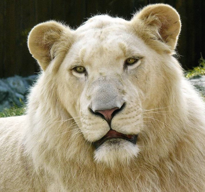 Αυτά είναι τα πιο σπάνια ζώα στον πλανήτη Γη (pics)