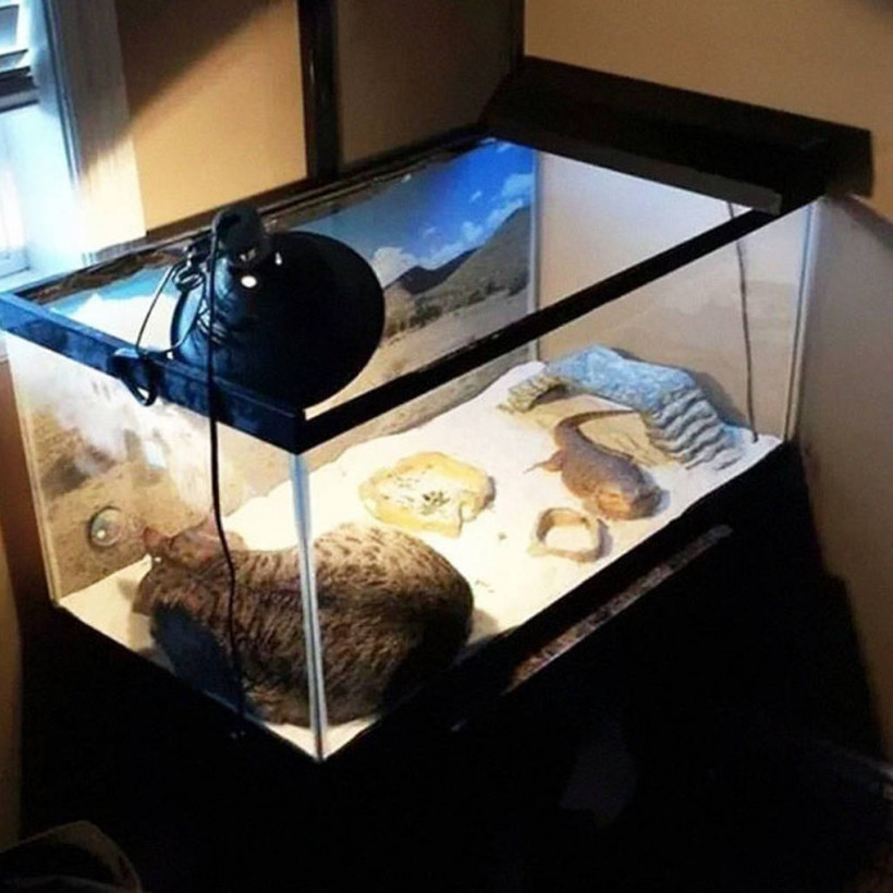 Σαράντα απίστευτες φωτογραφίες που αποδεικνύουν ότι οι γάτες μπορούν να κοιμηθούν οπουδήποτε