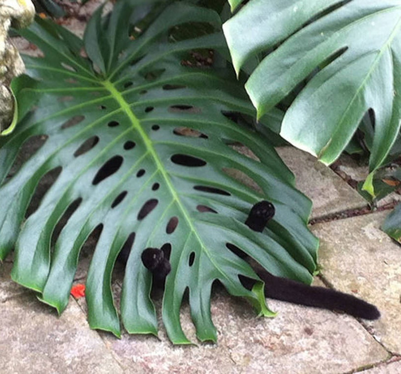 Σαράντα απίστευτες φωτογραφίες που αποδεικνύουν ότι οι γάτες μπορούν να κοιμηθούν οπουδήποτε