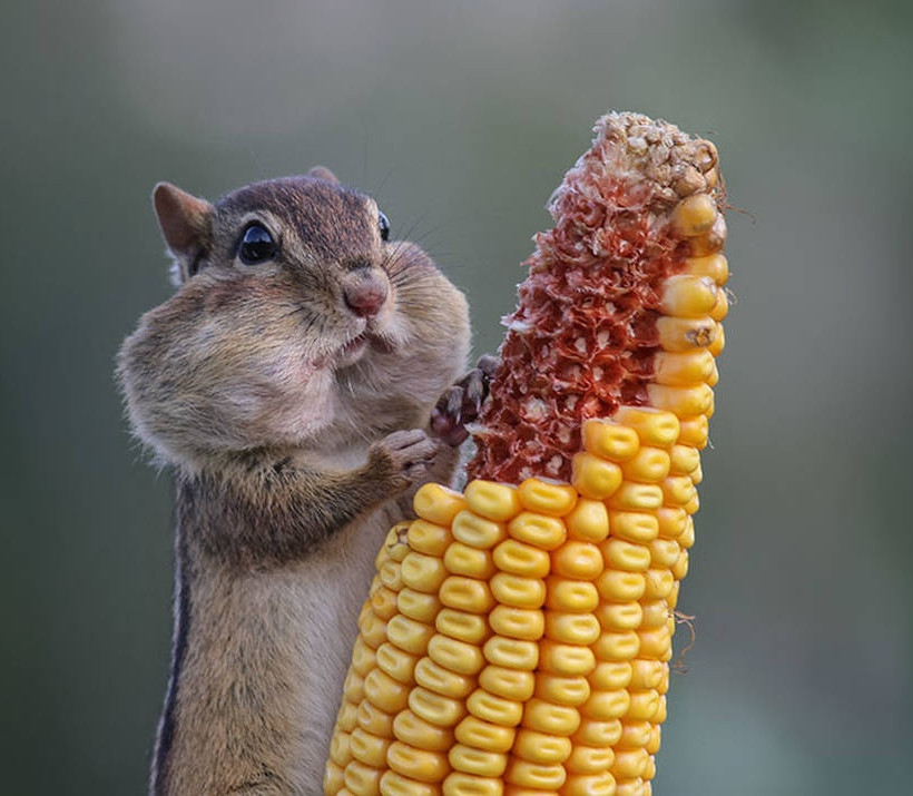 Όταν η φύση έχει κέφια: Αυτές είναι οι πιο ξεκαρδιστικές φωτογραφίες των βραβείων Comedy Wildlife 