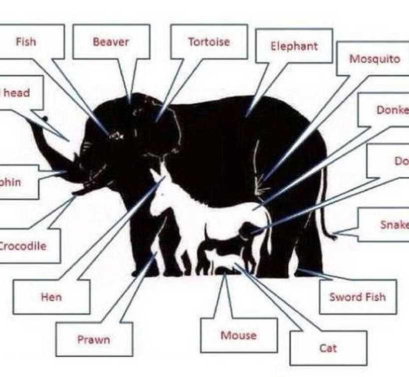 Εσείς πόσα ζώα βλέπετε στην εικόνα;